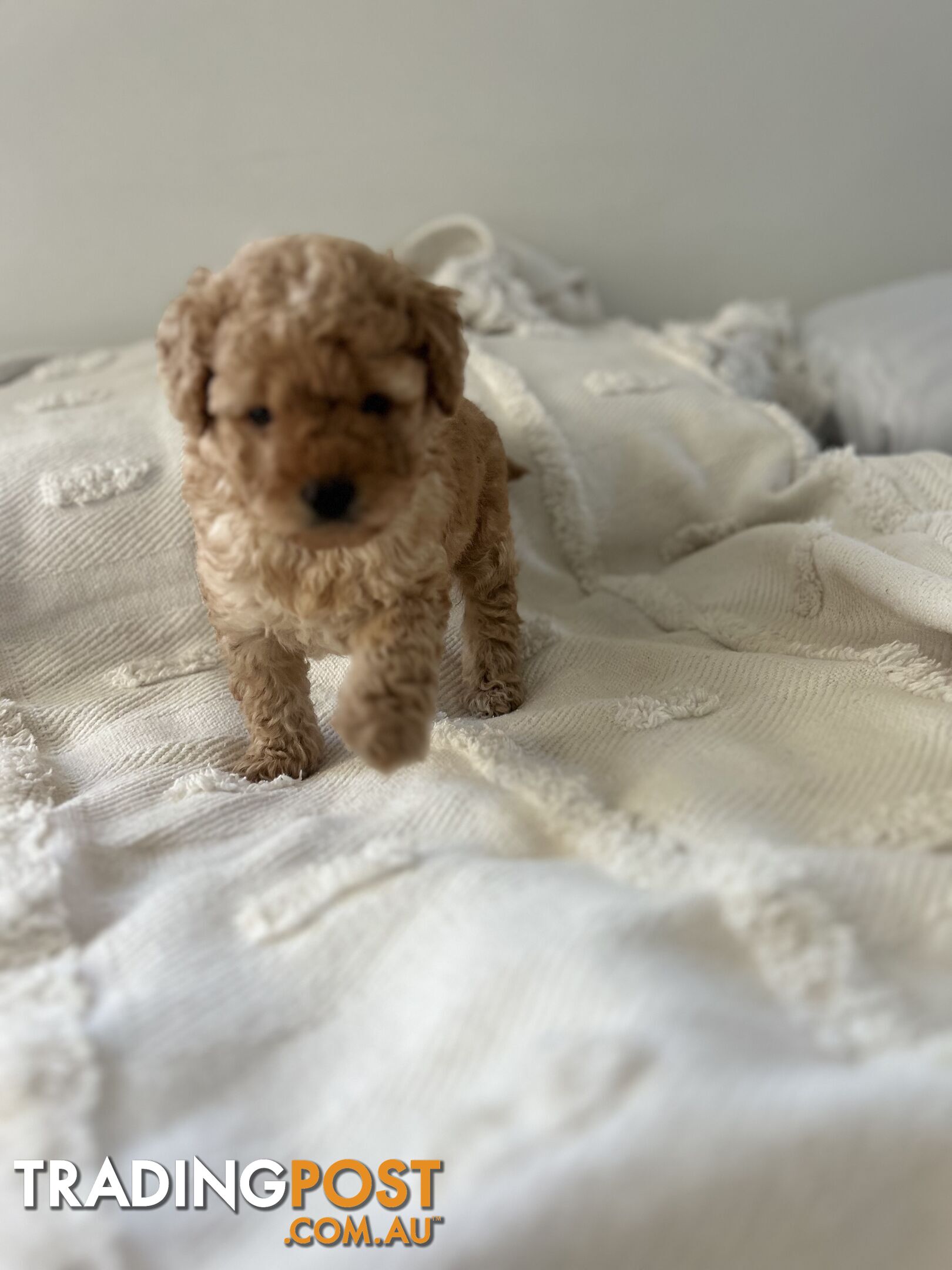 Adorable Cavoodle / Toy Poodle  pups - 5 males