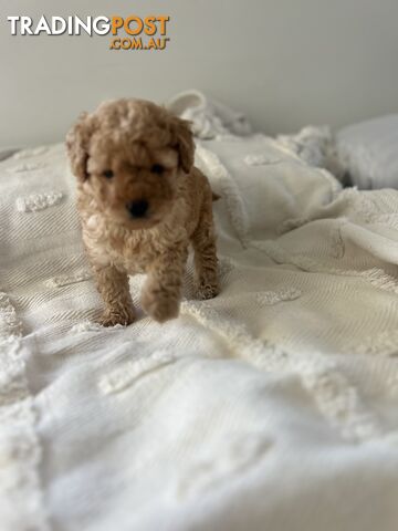 Adorable Cavoodle / Toy Poodle  pups - 5 males