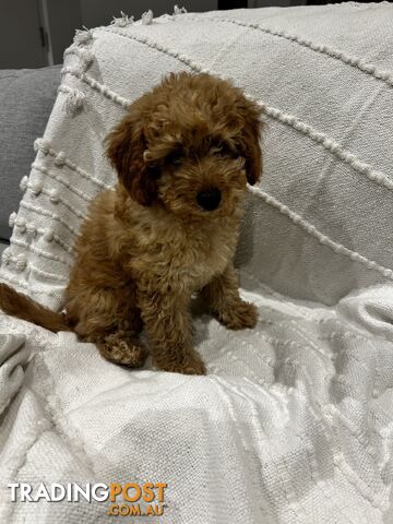 Adorable Cavoodle / Toy Poodle  pups - 3 males