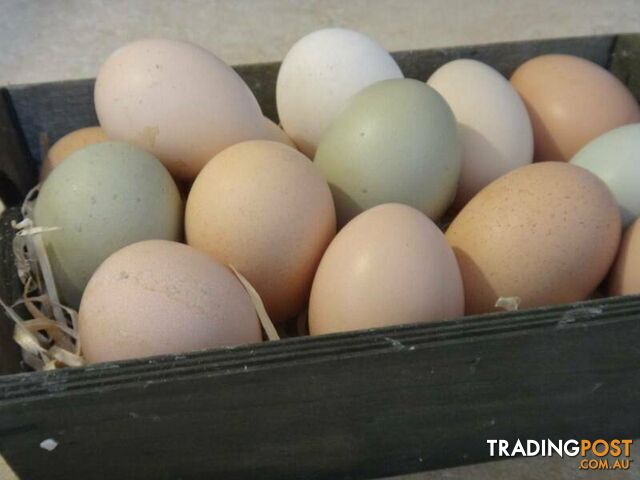 Fertile X-Breed Chicken Eggs / Easter Eggers