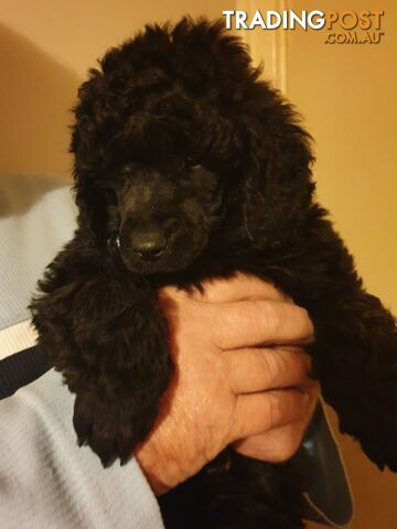 Miniature Poodle Pure-bred Puppies