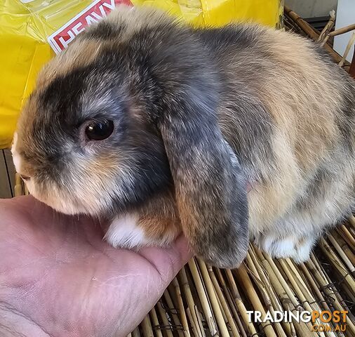 Adorable Mini Lop Bunnies for Sale – 1 Female &amp;amp; 1 Male (Born June 30)