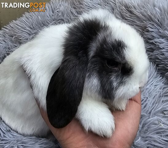 Adorable Mini Lop Bunnies for Sale – 1 Female &amp;amp; 1 Male (Born June 30)