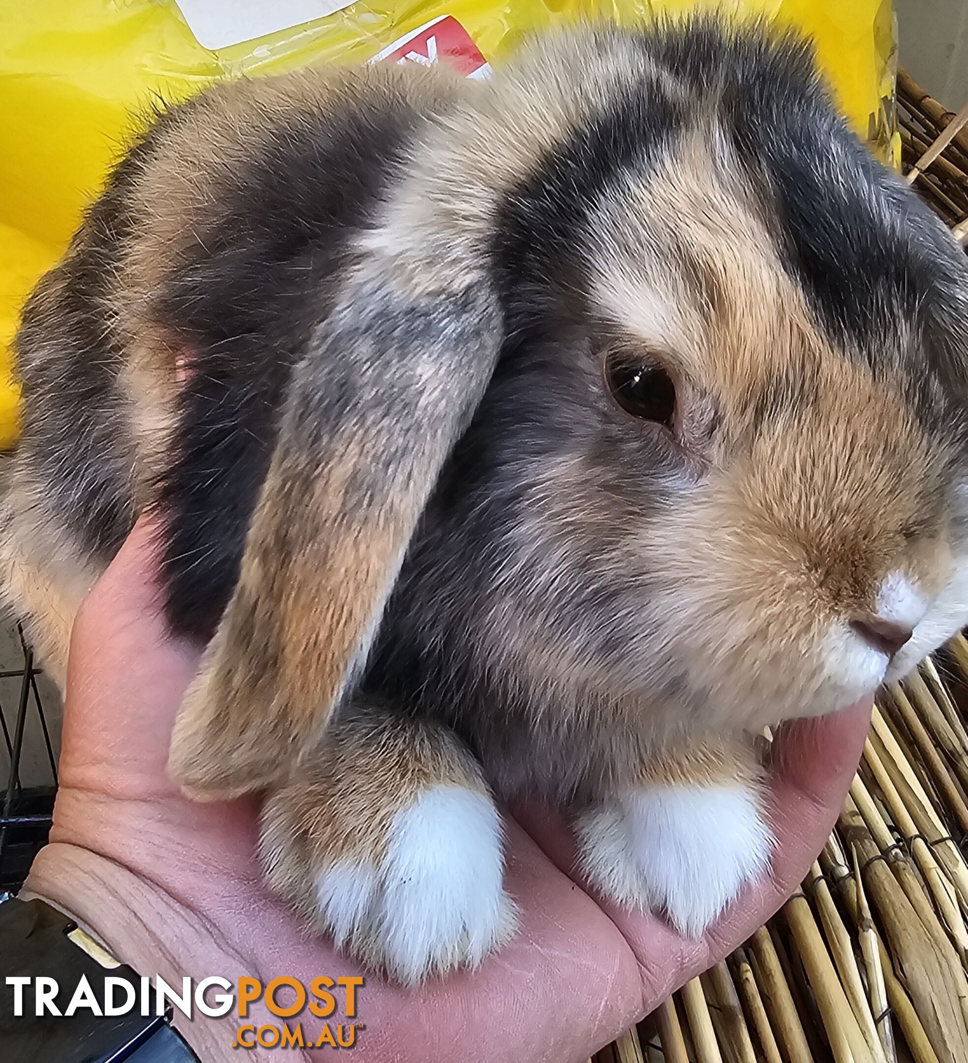 Adorable Mini Lop Bunnies for Sale – 1 Female &amp;amp; 1 Male (Born June 30)