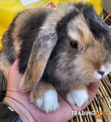 Adorable Mini Lop Bunnies for Sale – 1 Female & 3 Males (Born June 30)