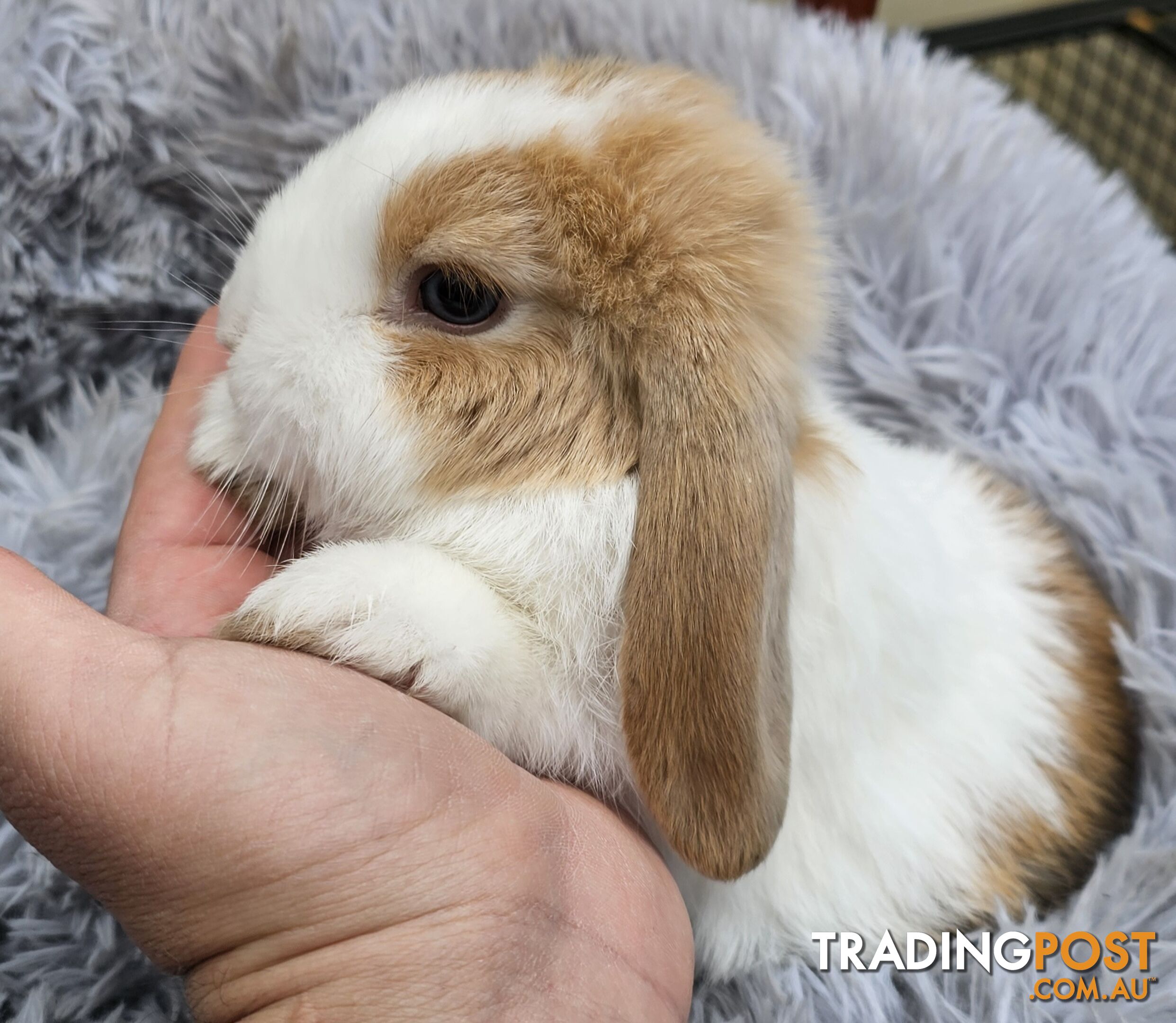 Adorable Mini Lop Bunnies for Sale – 1 Female &amp;amp; 1 Male (Born June 30)