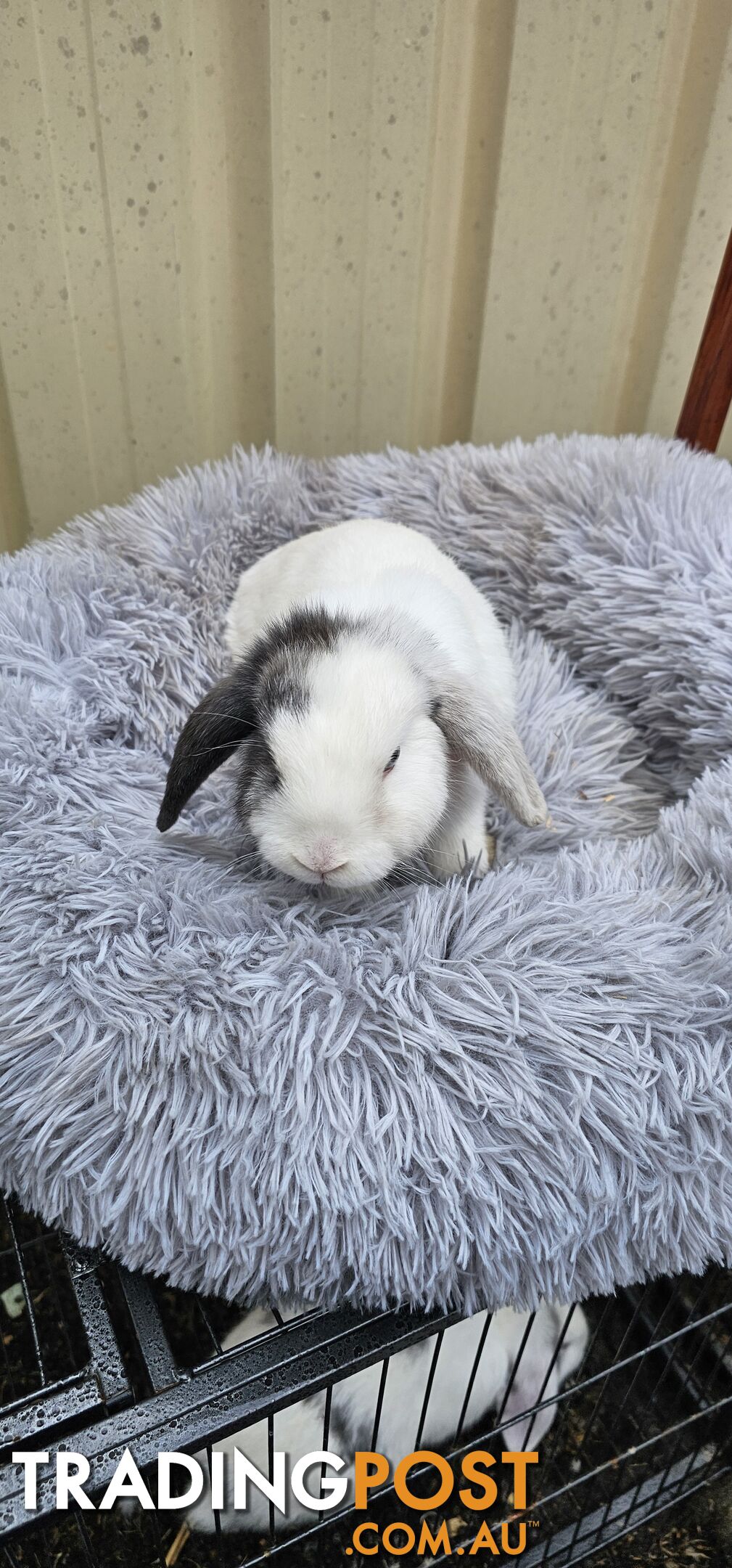 Adorable Mini Lop Bunnies for Sale – 1 Female &amp;amp; 1 Male (Born June 30)