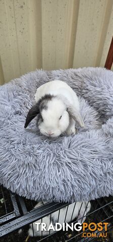 Adorable Mini Lop Bunnies for Sale – 1 Female &amp;amp; 1 Male (Born June 30)