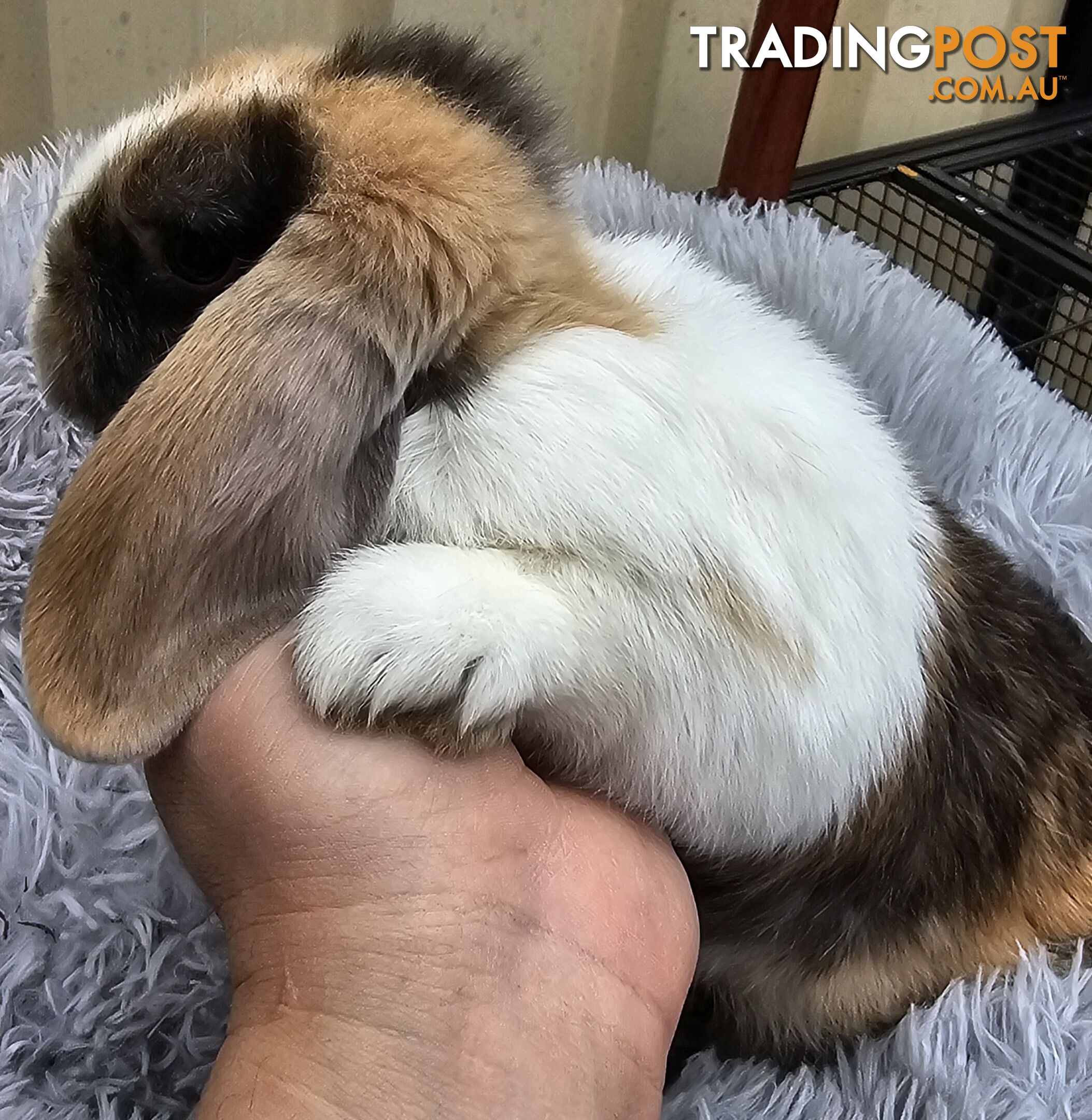 Adorable Mini Lop Bunnies for Sale – 1 Female &amp;amp; 1 Male (Born June 30)