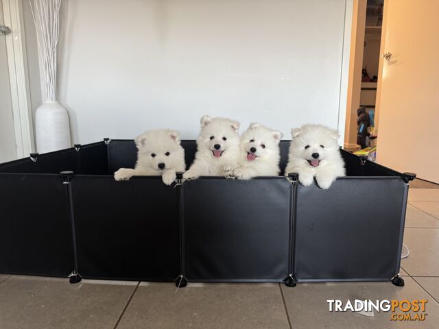 Japanese Spitz Puppies