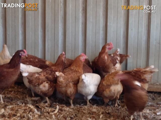 Egg Laying pullets