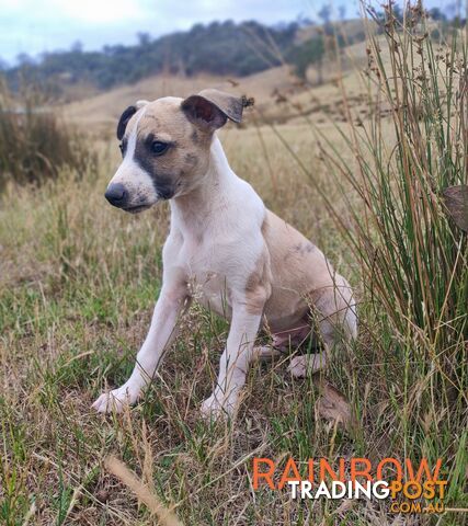 WHIPPET PUPS FOR SALE