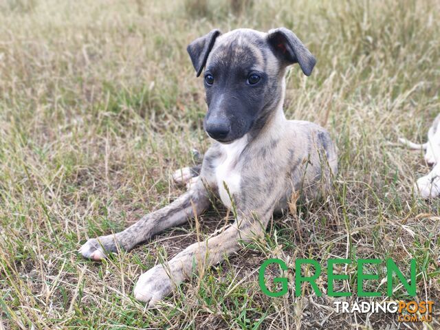 WHIPPET PUPS FOR SALE