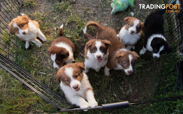 Purebred Border Collie Puppies