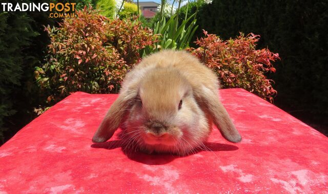 purebred baby mini lop rabbits