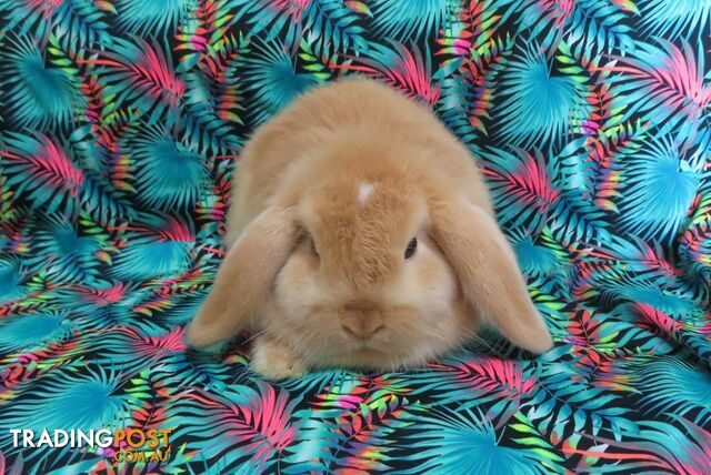 purebred baby mini lop rabbit