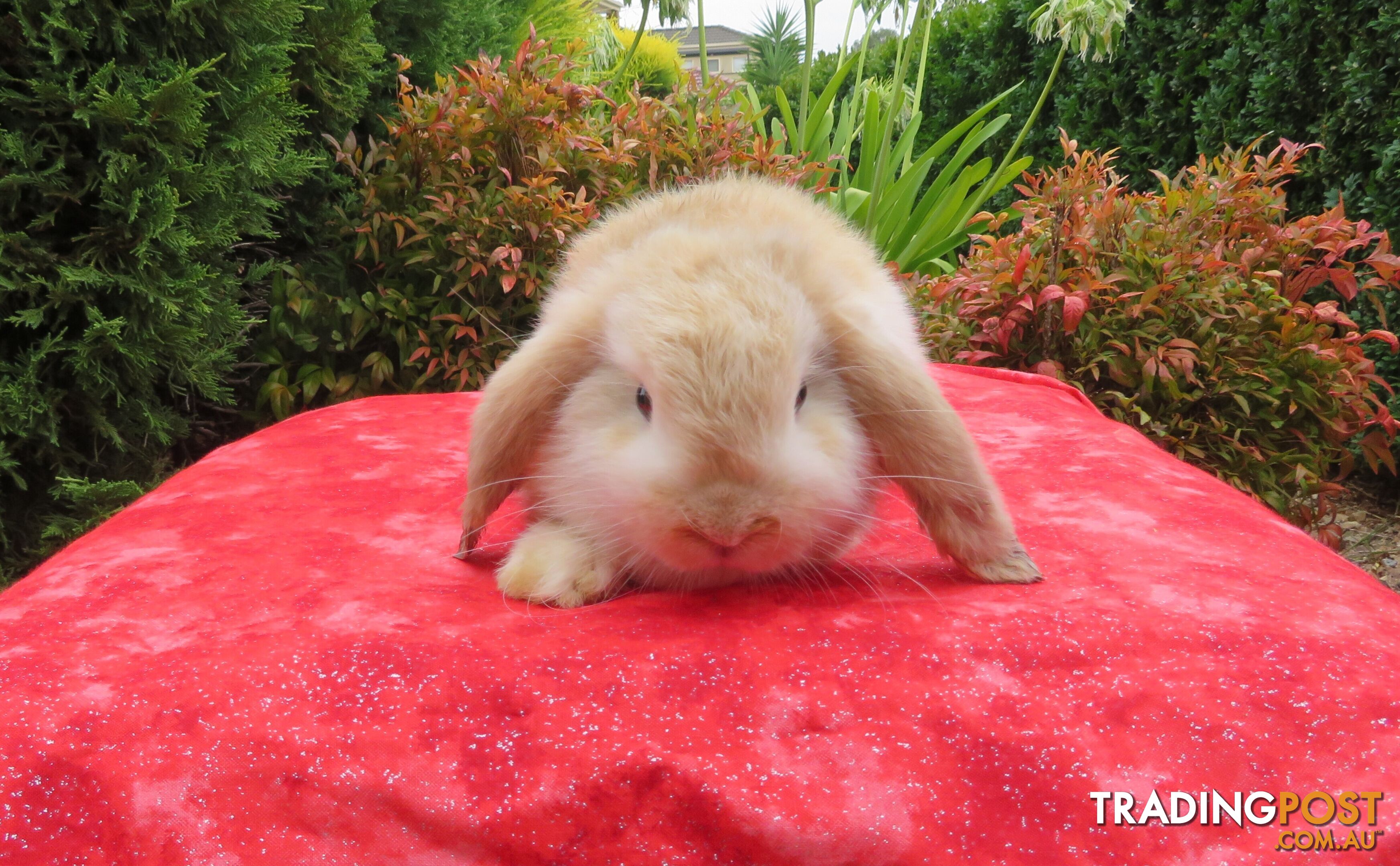 purebred baby mini lop rabbits