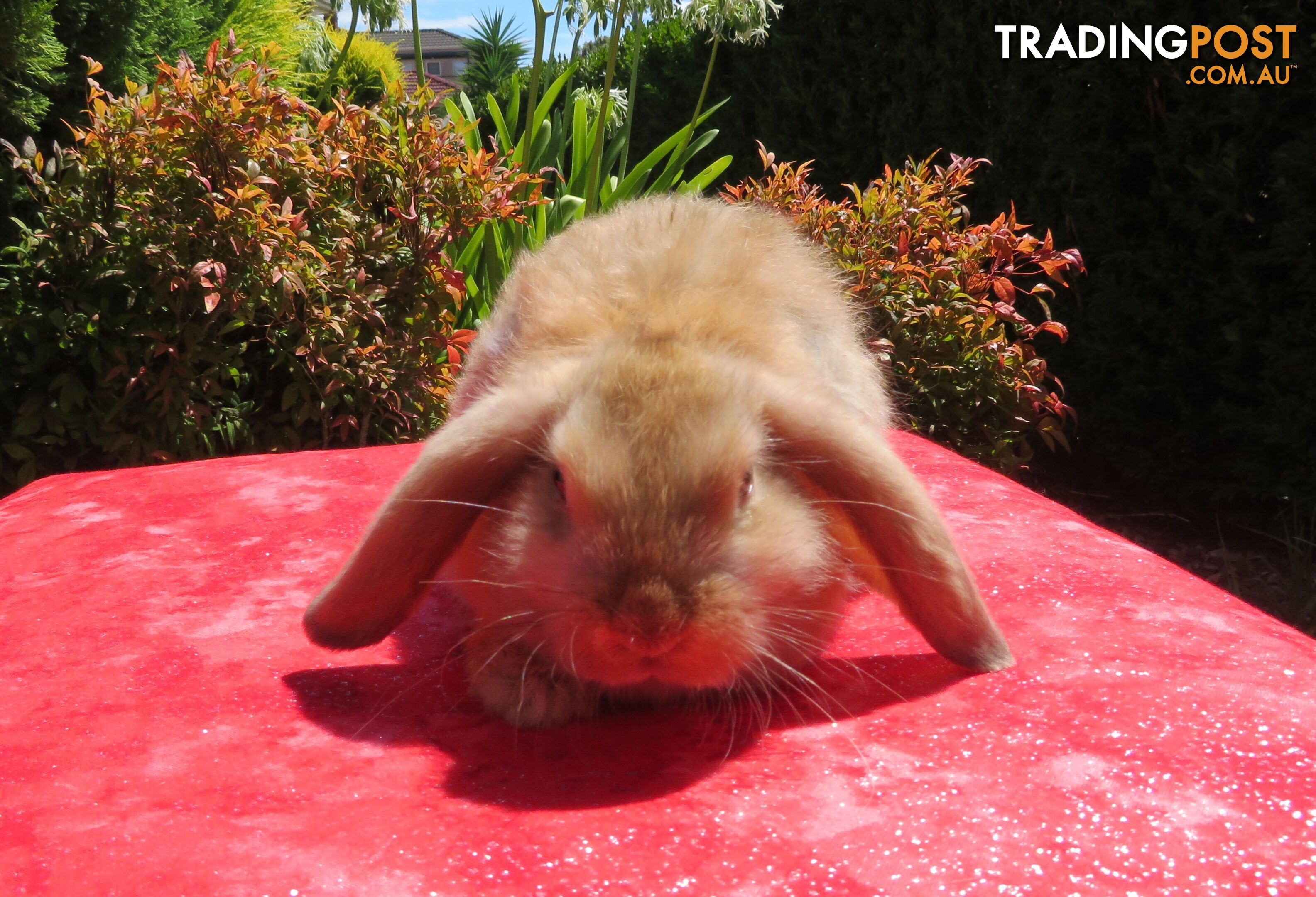 purebred baby mini lop rabbits