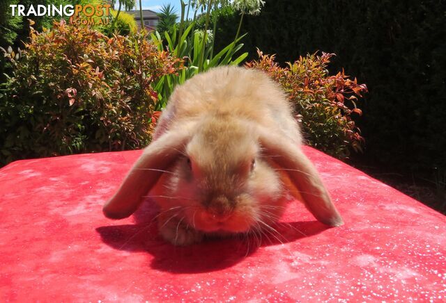 purebred baby mini lop rabbits