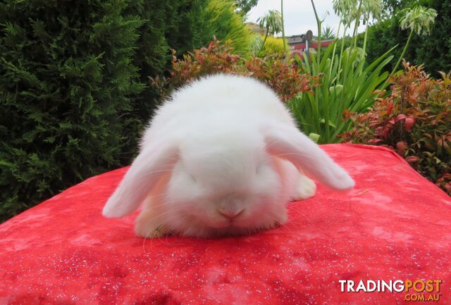 purebred baby mini lop rabbits