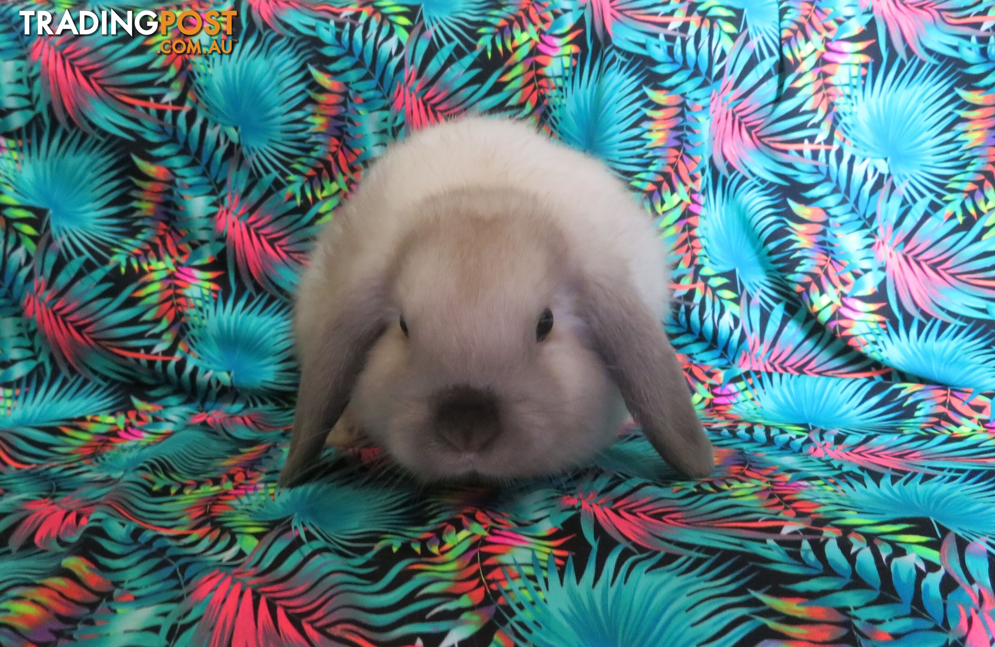 purebred baby mini lop rabbit