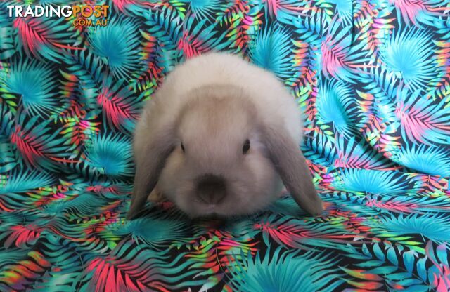 purebred baby mini lop rabbit