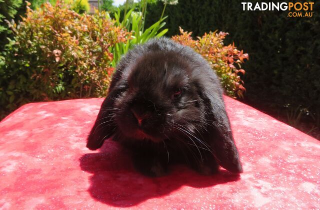 purebred baby mini lop rabbits