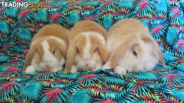 purebred baby mini lop rabbits