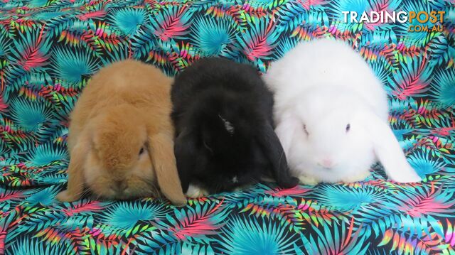 purebred baby mini lop rabbits