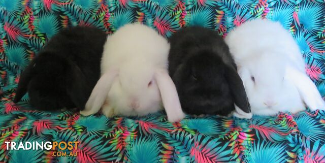 purebred baby mini lop rabbits