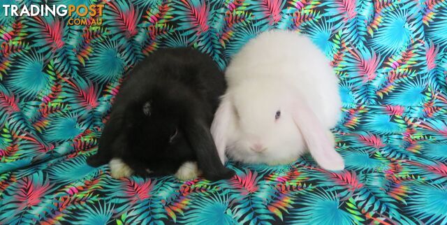 purebred baby mini lop rabbits