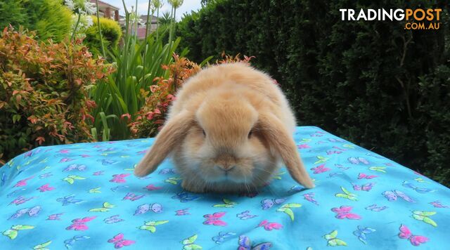 purebred baby mini lop rabbits