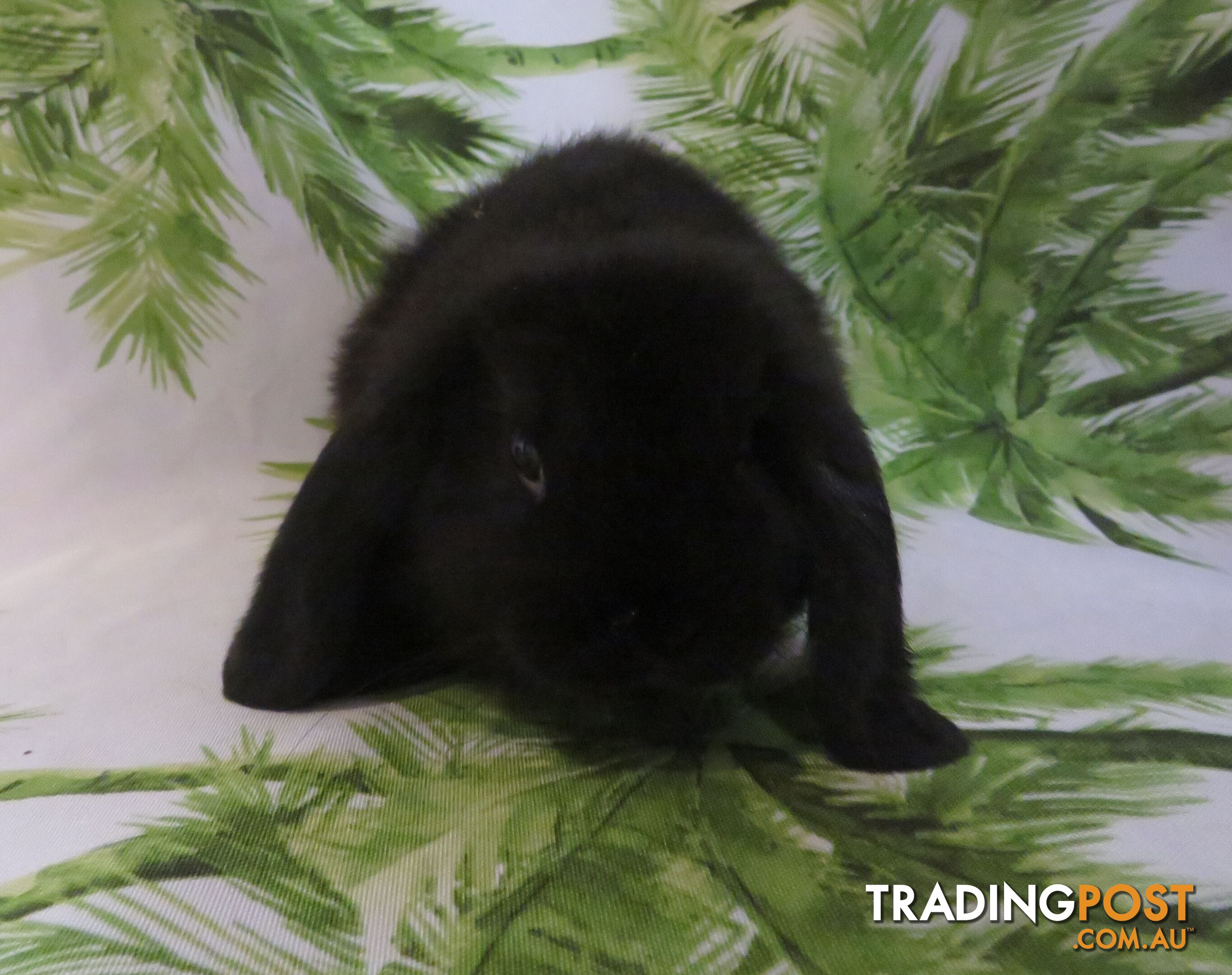 purebred baby mini lop rabbits