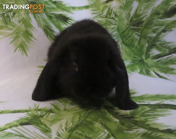 purebred baby mini lop rabbits