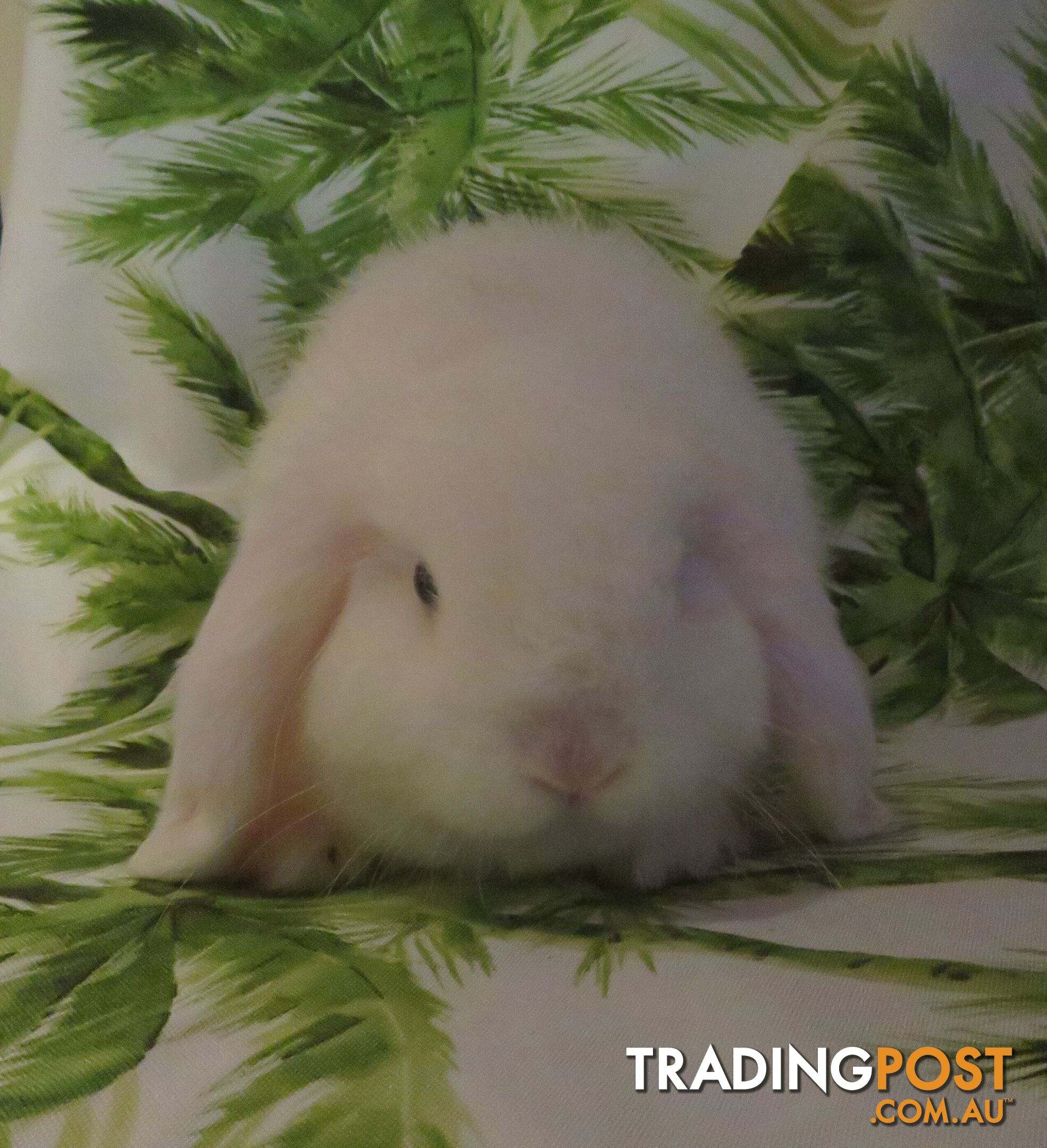 purebred baby mini lop rabbits