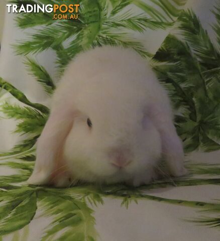 purebred baby mini lop rabbits