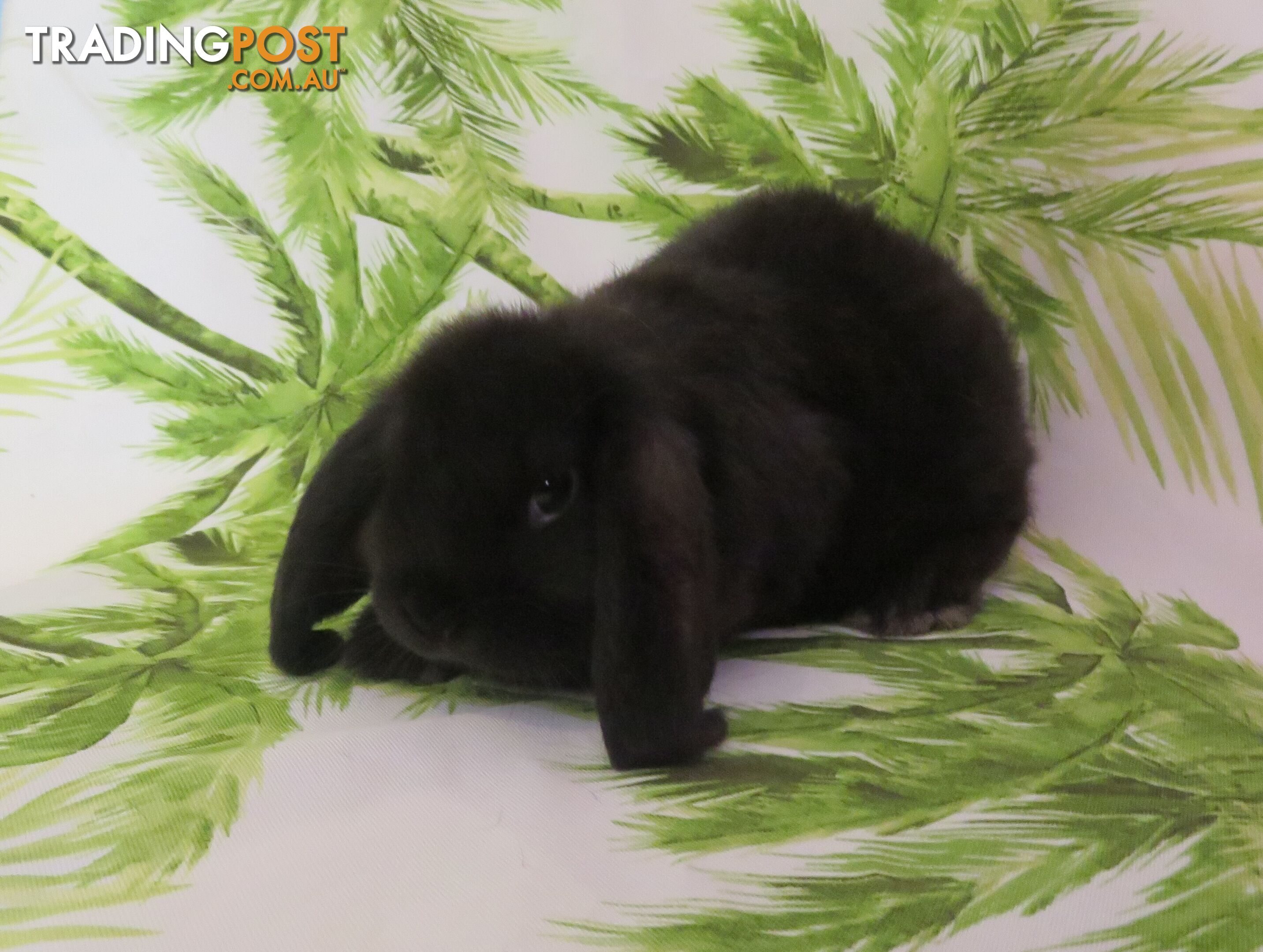 purebred baby mini lop rabbits