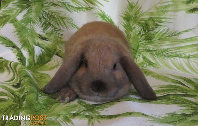 purebred baby mini lop rabbits