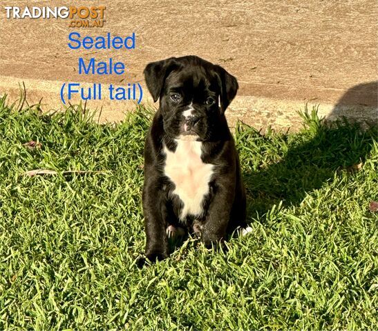 Purebred Boxer Puppies