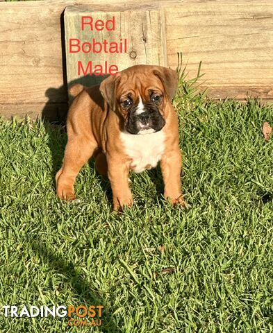 Purebred Boxer Puppies