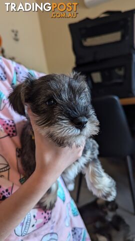 Miniature Schnauzer puppies