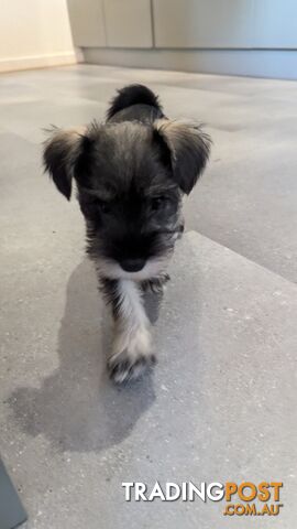 Miniature Schnauzer puppies