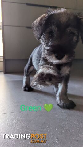 Miniature Schnauzer puppies