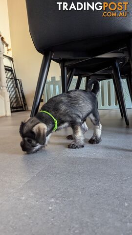 Miniature Schnauzer puppies