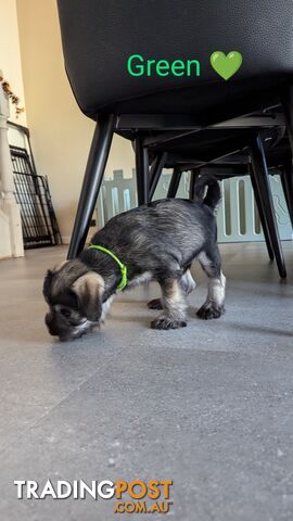 Miniature Schnauzer puppies