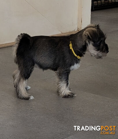 Miniature Schnauzer puppies