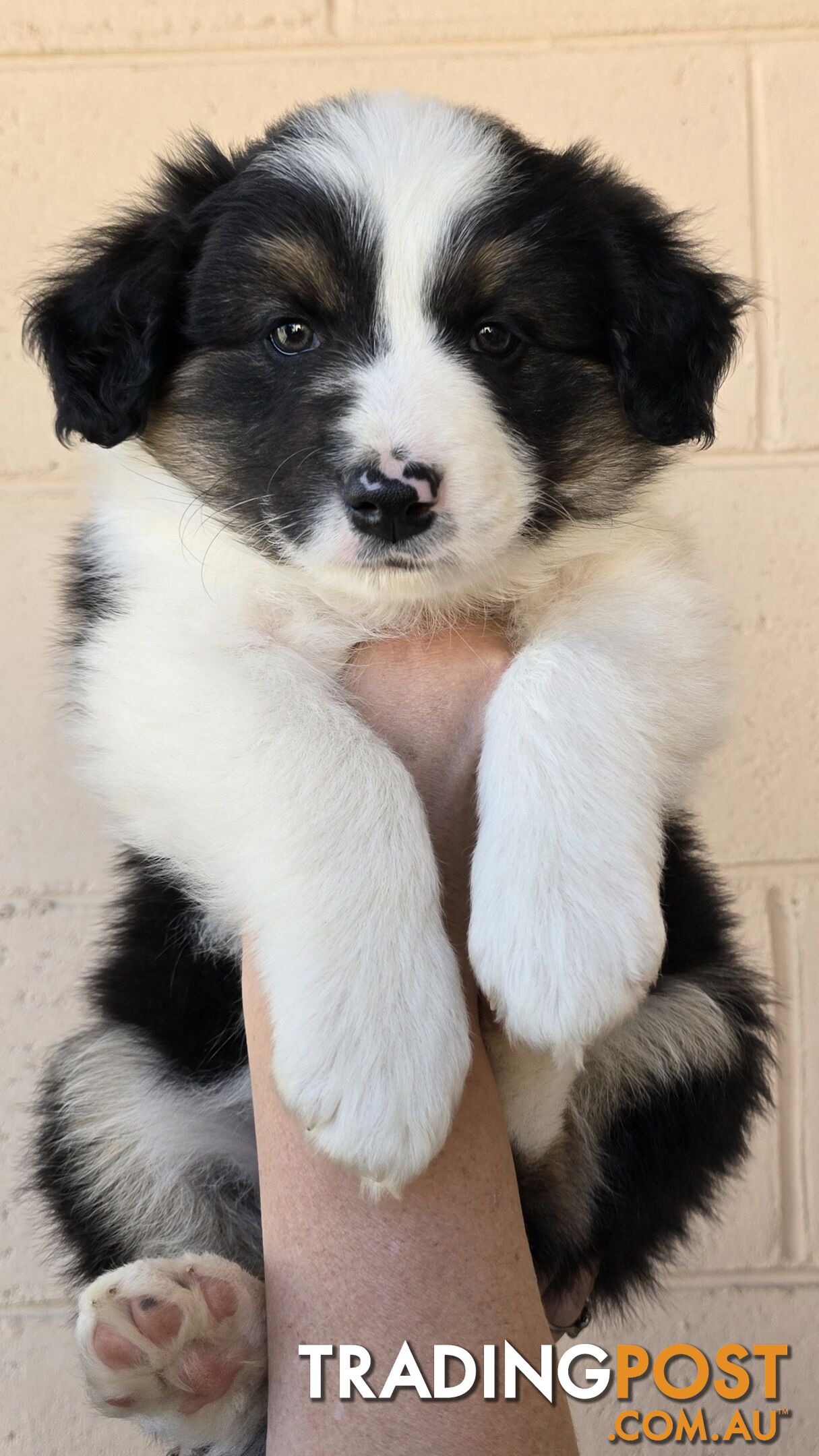 Registered Purebred Border Collies