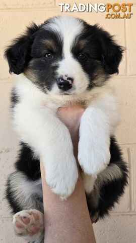 Registered Purebred Border Collies