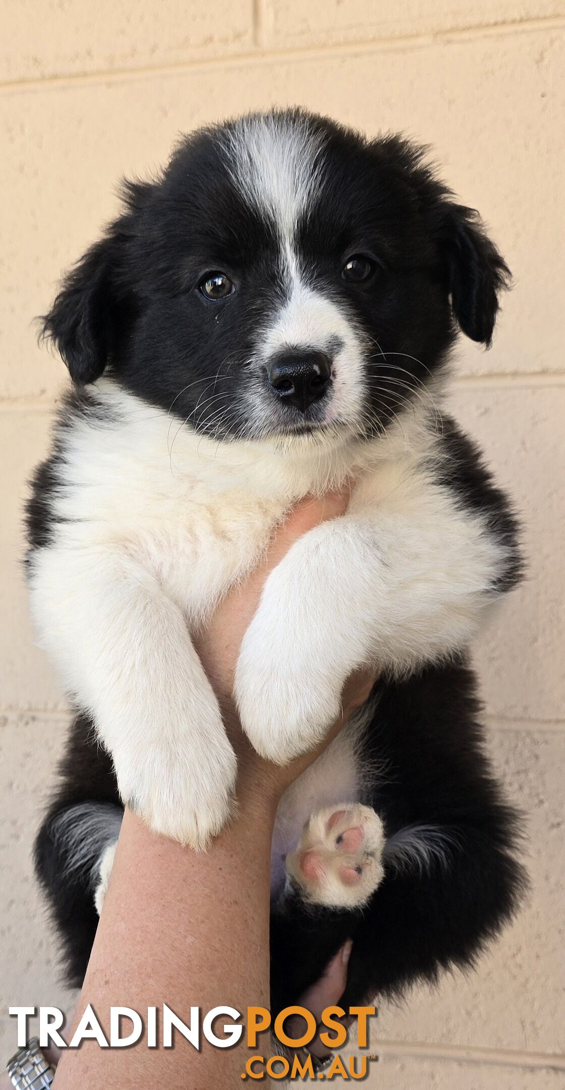 Registered Purebred Border Collies