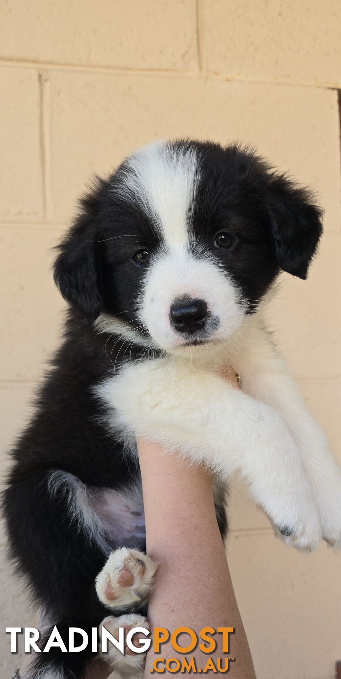 Registered Purebred Border Collies